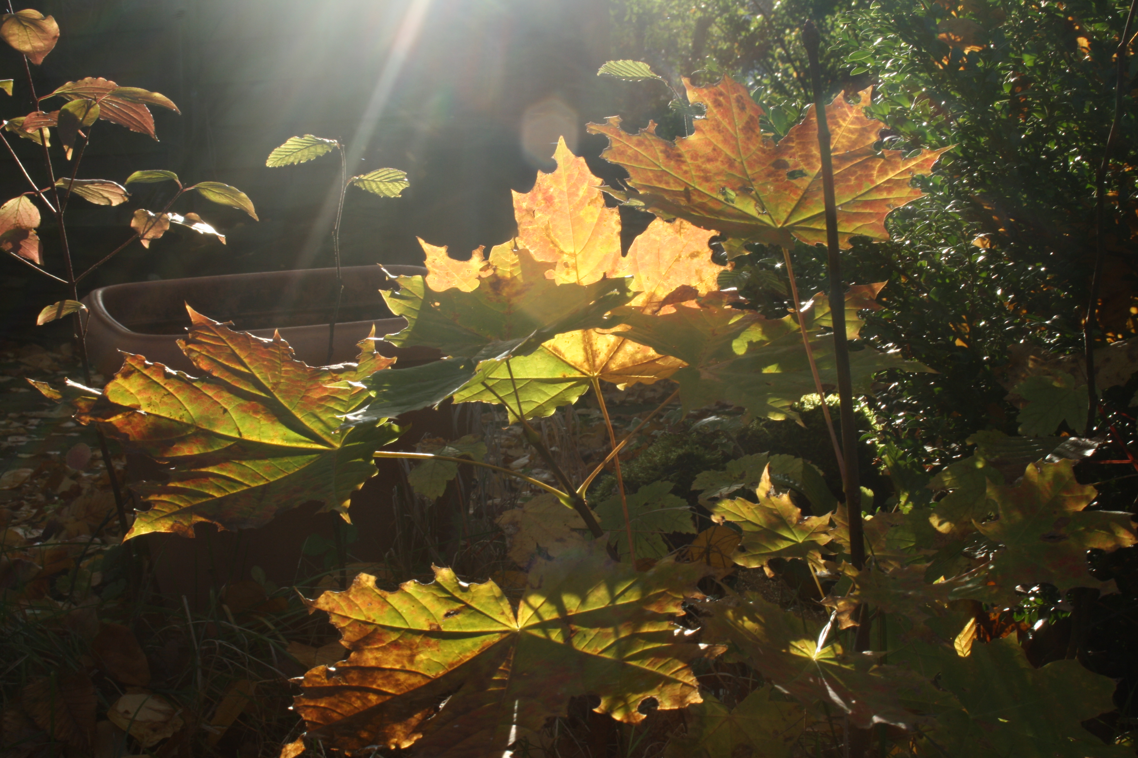 Der Herbst – 10 Gründe zur Vorfreude